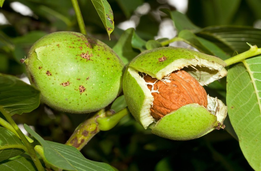 Urea fertilizer for walnut trees